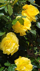 Wall Mural - Rose bush with beautiful bright yellow flowers