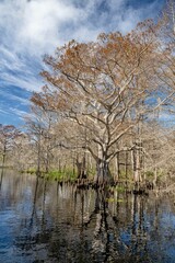 Canvas Print - central florida