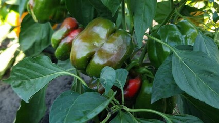 Poster - Bell pepper plant with green fruits on field, bottom view