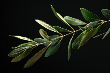 Wall Mural - Olive branch isolated on dark background