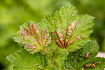 Wall Mural - Red currant leaves attacked by the fungus Anthracnose. Control of garden and vegetable garden pests. Currant leaves affected by the pest. Gallic aphids on the leaves, red spots on green leaves.