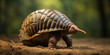 Close-up of Armadillo in Natural Habitat - Wildlife Photography for Nature Enthusiasts and Educational Use