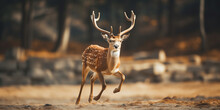 Majestic Spotted Deer Prancing In Golden Forest Light - Wildlife Photography