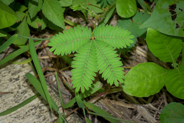 Putri Malu leaves (Mimosa pudica) are a wild plant and alternative herbal medicine