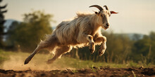 Energetic Goat Leaping In Countryside Landscape: Dynamic Wildlife Photography In Golden Hour Light