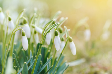  Spring snowdrops flower. Bright natural background with sunny reflection.