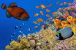 Wonderful and beautiful underwater world with corals