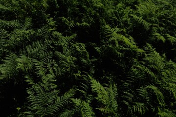 Wall Mural - Dark forest fern background