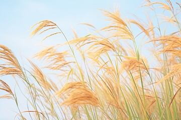 Wall Mural - ornamental grass swaying in strong breeze