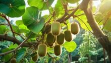 Kiwifruits Growing On Plant