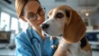 © ProstoSvet - female veterinarian with a beagle dog. veterinarian gently holds the dog and looks at it with care and attention.