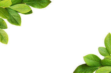 Wall Mural - green leaves of blueberry in a corner arrangements isolated on white or transparent background