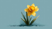  A Single Yellow Daffodil Sitting On Top Of A Pile Of Dirt On Top Of A Light Blue Background With A Splash Of Water On The Bottom Of The Image.