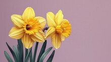  Two Yellow Daffodils Are In A Vase On A Pink Background With Green Leaves On The Bottom And Bottom Of The Flowers On The Bottom Of The Stems.