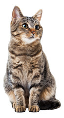 An image of a full-body Manx cat in PNG format.