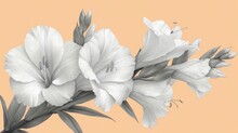  A Black And White Picture Of Flowers On A Peach Background With The Letter H In The Middle Of The Picture And The Letter H In The Middle Of The Picture.
