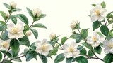  a branch of a tree with white flowers and green leaves on a white background with a place for the text on the left side of the branch is a white background.