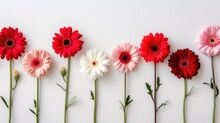  a row of red, white, and pink gerberia daisies on a white background, with green stems in the foreground and a single flower in the middle of the row.