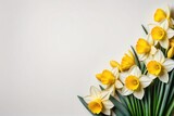 Fototapeta Tulipany - daffodil Background Backdrop and Copy Space 