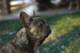 Fototapeta Desenie - A cute of french bulldog backgrounds