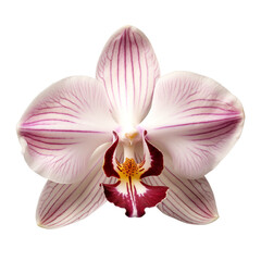 Wall Mural - isolated illustration of pink orchid flower. Created with Generative AI