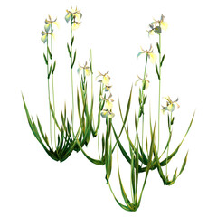 Sticker - 3D Rendering Water Iris Flowers on White