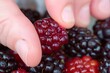 closeup of fingers squishing a ripe boysenberry before tasting