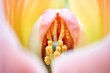 close-up of a tulip flower revealing its stamen and pistil