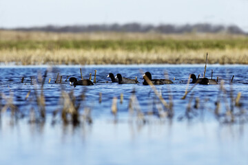 Poster -  American coot (Fulica americana) on the lake