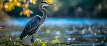 A Great Blue Heron Near A Blue Lake With Green In Front.