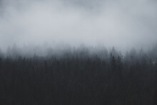 Foggy Morning In The Yellowstone Forest