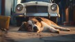 Dog sleeping on floor under the car. Cute animal. Closeup face of sleeping dog. Tired dog take a nap. Sweet dream. Long rest. Relax and chilling out. Alone and lonely pet outside home. Domestic animal