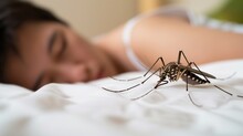 Tiger Mosquito Waiting On The Bed Next To An Asleep Person, Man Or Woman Sleeping In The Bedroom Close To A Mosquitoe, Blood Sucking Insect On White Sheet, Macro Photograph, Closeup View Of Hungry Bug