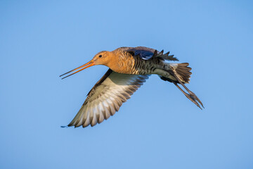 Wall Mural - Black-tailed godwit Limosa Limosa in flight