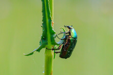 Cetonia Aurata, Green Rose Chafer Beetle Climbing A Grass Stem In A Meadow