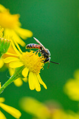 Wall Mural - lasioglossum calceatum, a Palearctic species of sweat bee, pollinating