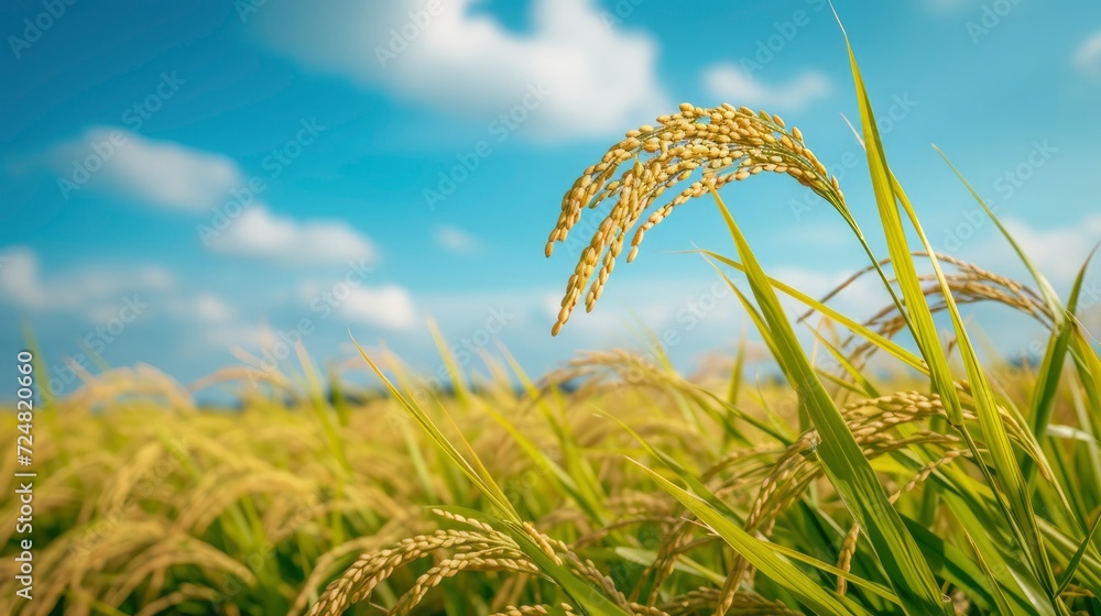 close up of a single rice crop in field under the blue sky, sky blue ...
