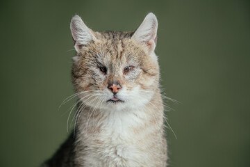 Wall Mural - Blind cat posing in studio against green wall. 