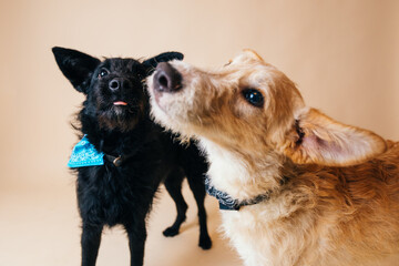 Wall Mural - Cute dogs having the adoption photos taken in a studio. 