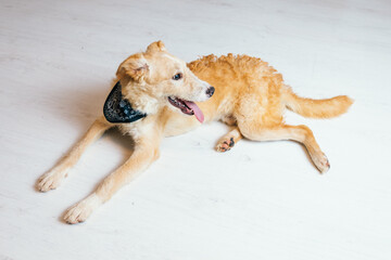 Wall Mural - Beautiful beige mix-breed dog having her adoption photos taken. 