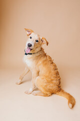 Wall Mural - Beautiful beige mix-breed dog having her adoption photos taken. 