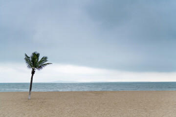 Wall Mural - Palm tree by the sea under dark sky