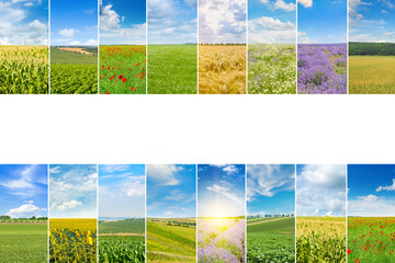 Wall Mural - Agricultural fields and blue sky. Collage. There is free space for text.