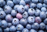 Fototapeta Mapy - close-up of a display of plump blueberries