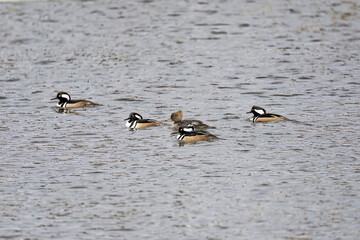 Canvas Print - Flock of  Hooded Merganser. North american smaller duck.Hooded mergansers are the second smallest species of merganser.