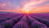 Fototapeta Kwiaty - Sunset Radiance in the Lavender Grove