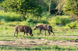 Hyène tachetée, Crocuta crocuta, Phacochère commun, Phacochoerus africanus, Parc national Kruger, Afrique du Sud