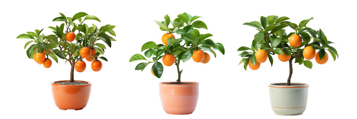 Wall Mural - Set of a plate of A scoop of ice cream with chocolate on a Transparent Background - Set of a American Persimmon plant on a pot on a Transparent Background