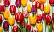 Various colour tulips on the white background
