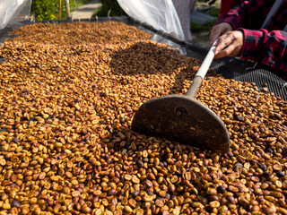 farmer shecking  honey coffee beans natural sun dry process.